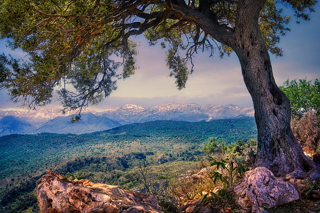tree-gb3523898c_640